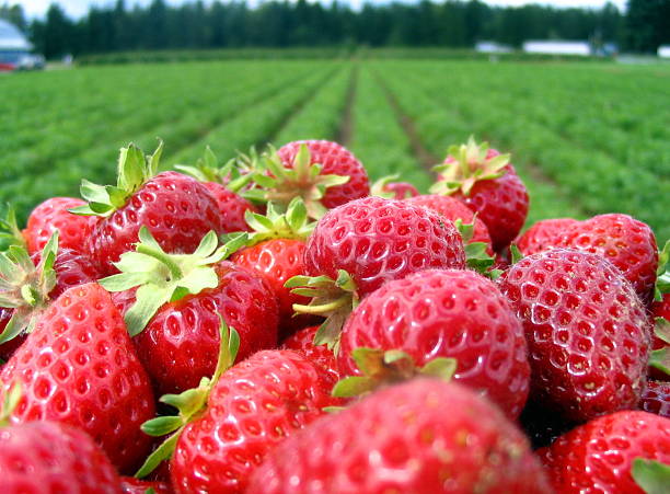 Strawberrys and field. stock photo