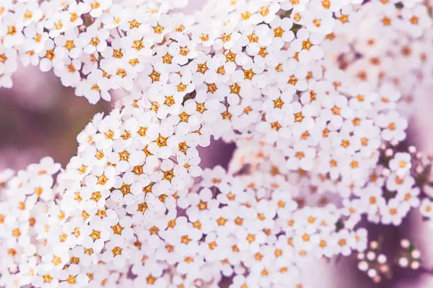 Springtime background - white flowers Spiraea close up. Abstract summer background, with pink toning