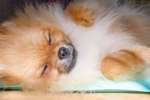 cute pomeranian dog sleeping on the cooling mat on a sunny day cute pomeranian puppy sleeping on the cooling mat on a sunny day pomeranian pets mammal small stock pictures, royalty-free photos & images