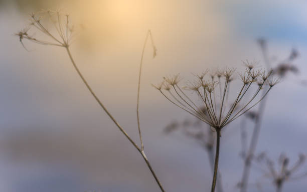 istock Morning in my garden. 970872338