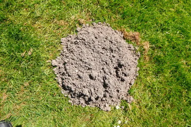 Molehill on a meadow