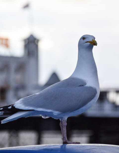 istock A Herring Gull stood in front of Brighton pier 970872924