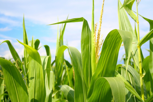 Field of green corn during summer