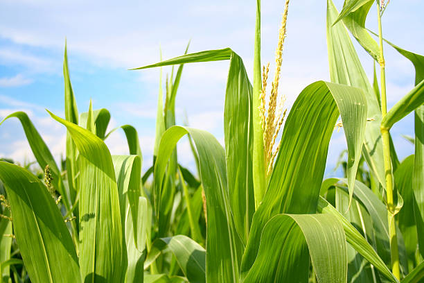 Field of green corn during summer stock photo