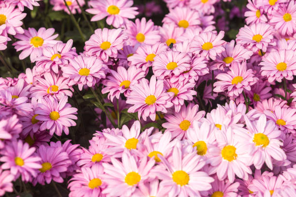 istock Flowers, flowers chrysanthemum, Chrysanthemum wallpaper 970873362