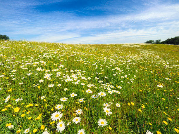 istock Sunny spring countryside,Northern Ireland 970876784