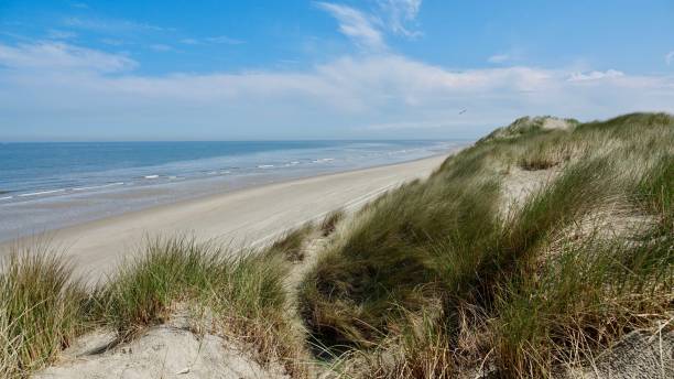 istock Dune, landscape at the North Sea in Netherlands 970877080