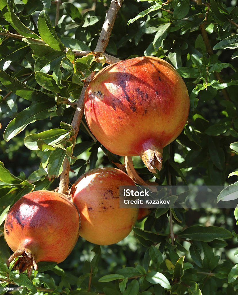 Pomegranates  Agriculture Stock Photo