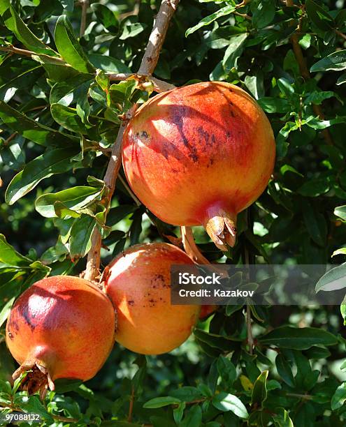 Pomegranates Stock Photo - Download Image Now - Agriculture, Bunch, Color Image