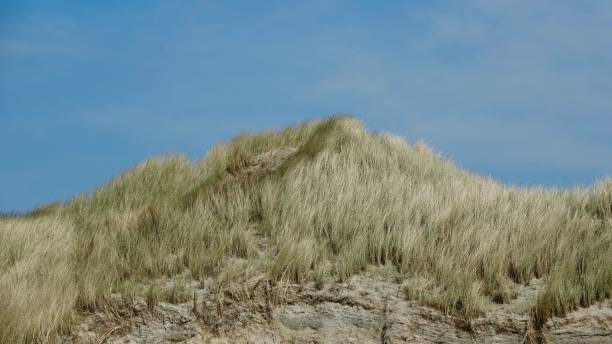 istock Dune, landscape at the North Sea in Netherlands 970888608