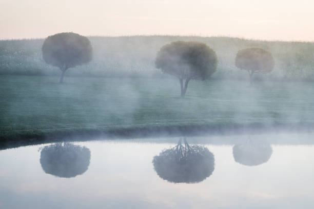istock Trees in the morning fog 970889084