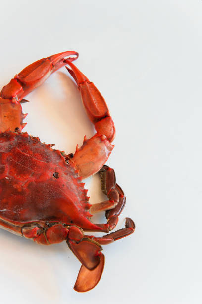 istock Top view of red cooked crab on white background with space for text or menu 970889192