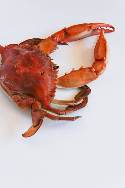 istock Top view of red cooked crab on white background with space for text or menu 970889194