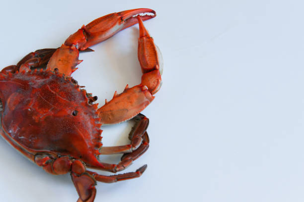 istock Top view of red cooked crab on white background with space for text or menu 970889200
