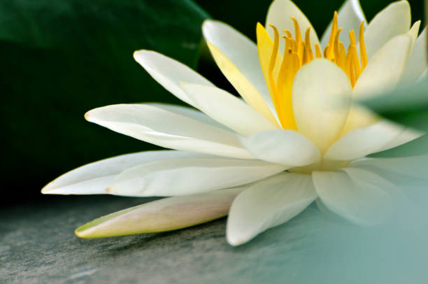 Blossom waterlily flowers