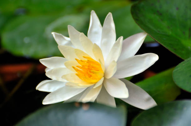 istock Blossom waterlily flowers 970890018