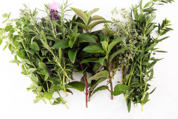 istock bunch of garden fresh herbs. 970891810