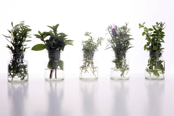 istock bunch of garden fresh herbs. 970891882