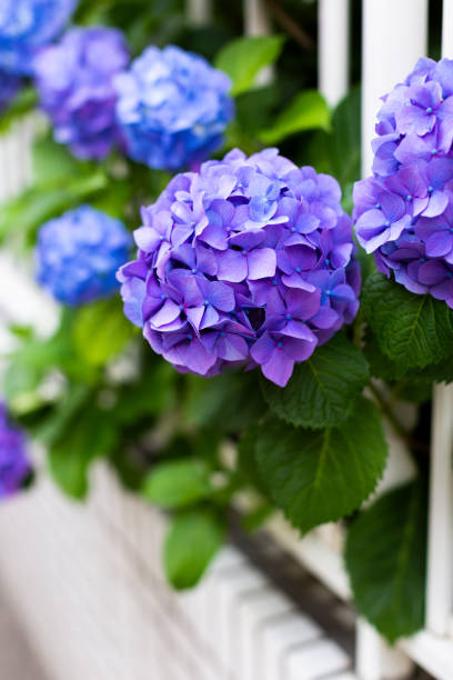 violet hydrangeas and white fence - hydrangea gardening blue ornamental garden imagens e fotografias de stock
