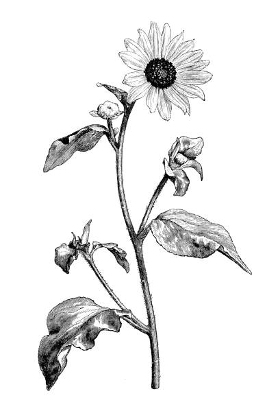 Botany plants antique engraving illustration: Helianthus argophyllus, silverleaf sunflower Botany plants antique engraving illustration: Helianthus argophyllus, silverleaf sunflower helianthus stock illustrations