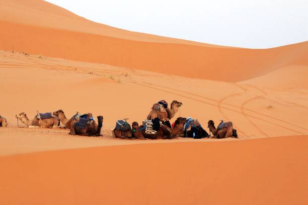 istock Camel caravan rest on desert sand in Sahara, Morocco 970896026