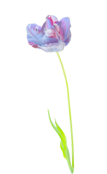 istock Purple tulip flower isolated on white background 970896674
