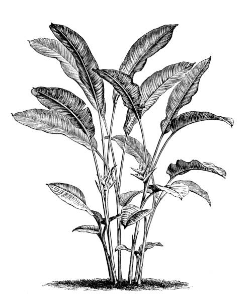 botanik pflanzen antik gravur abbildung: heliconia bihai, rote palulu, balisier, macawflower - heliconia stock-grafiken, -clipart, -cartoons und -symbole