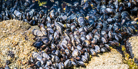 Thousands of Mussels thriving on the Pacific Coast California - Northern California Coastline