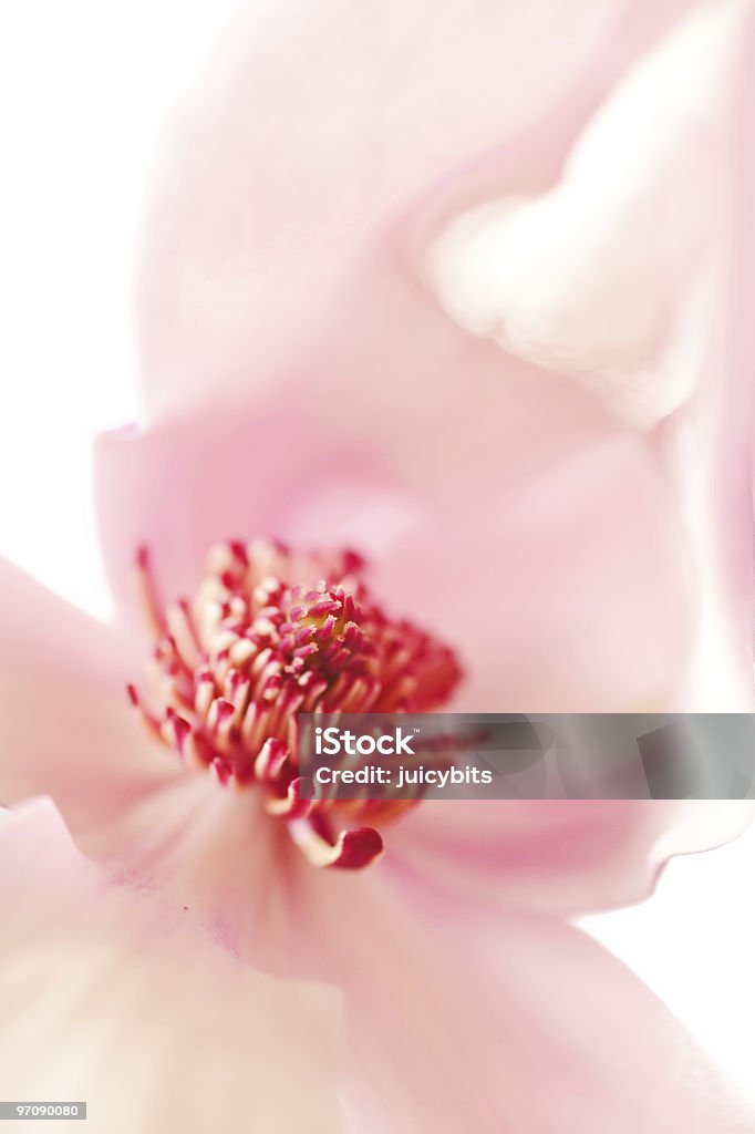 マグノリア Jane の花 - おしべのロイヤリティフリーストックフォト