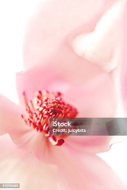 マグノリア Jane の花 - おしべのストックフォトや画像を多数ご用意 - おしべ, カラー画像, ピンク色