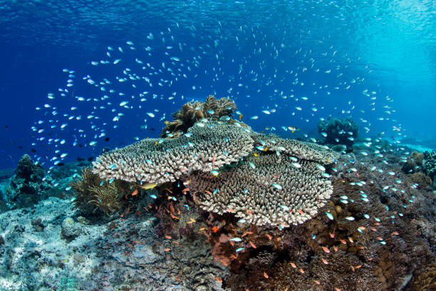 vibrantes peixes e corais na indonésia - anel de fogo do pacifico - fotografias e filmes do acervo