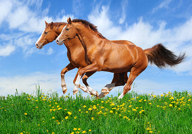 istock Two stallions gallop in field 97090579