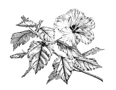 Botany plants antique engraving illustration: Hibiscus rosa-sinensis, Chinese hibiscus, China rose, Hawaiian hibiscus, rose mallow, shoeblackplant