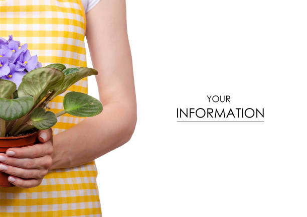 istock Woman in apron in hands plant in pot violet pattern 970915996