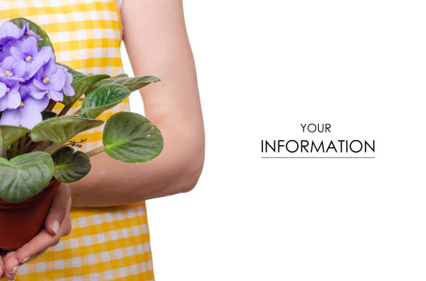 istock Woman in apron in hands plant in pot violet pattern 970916078