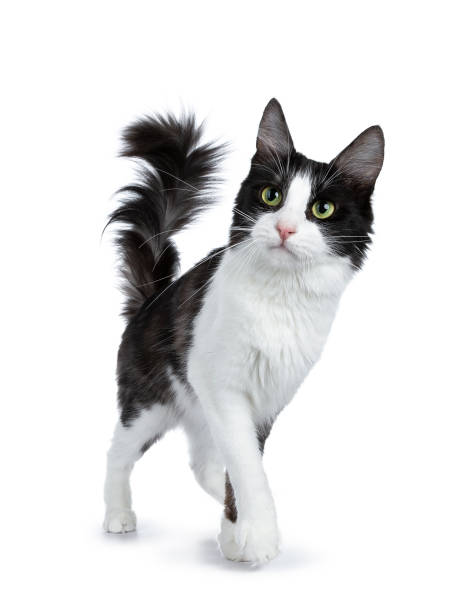 istock Cute black smoke with white Turkish Angora cat walking isolated on white background with tail in the air and looking to the side 970919758