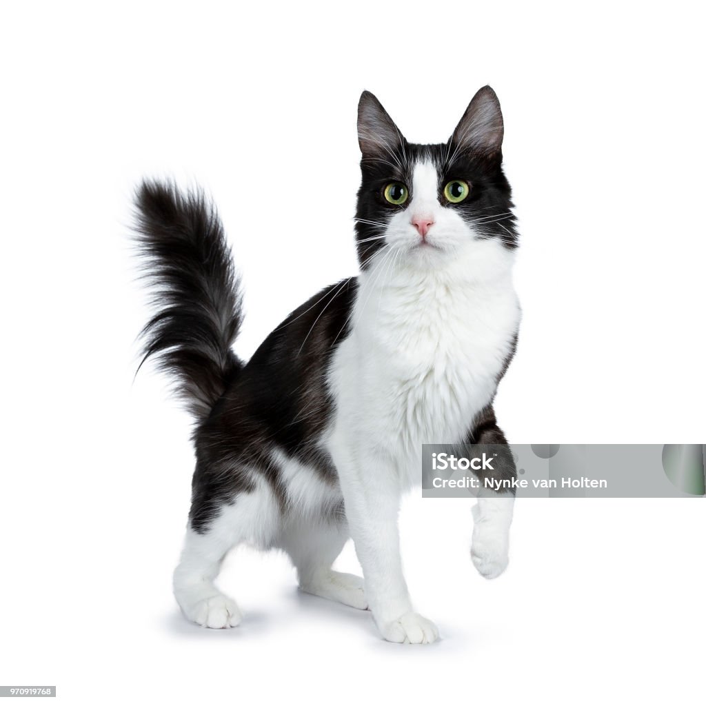 Funny black smoke with white Turkish Angora cat standing isolated on white background with tail in the air and one paw lifted Black smoke with white Turkish Angora cat kitten on white background Domestic Cat Stock Photo