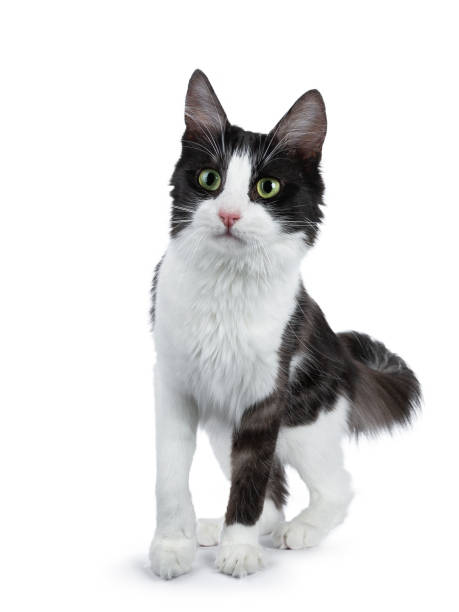 istock Funny black smoke with white Turkish Angora cat standing on white curious looking to the side 970919778