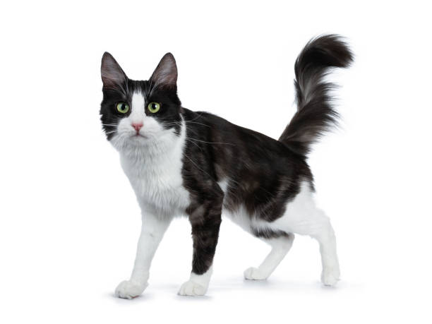 istock Cute black smoke with white Turkish Angora cat standing side ways  on white background with tail in the air 970919788