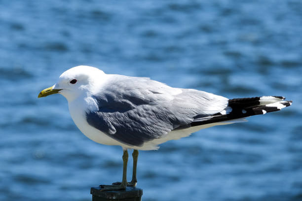 istock Close up of a seagull 970920902
