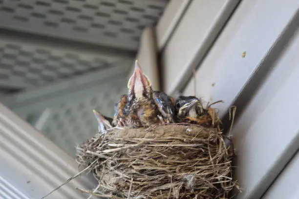 A nest of baby robins cradled on the drainpipe of a home.