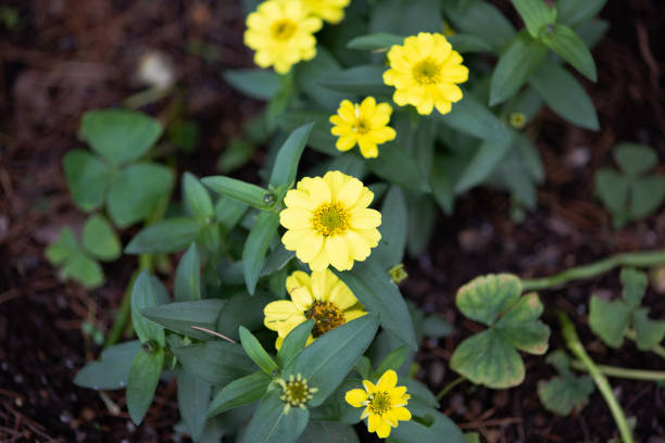 istock yellow zinnia flower 970925200