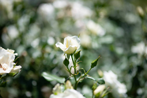 istock close-up of white rose flower 'White Magic' 970928034