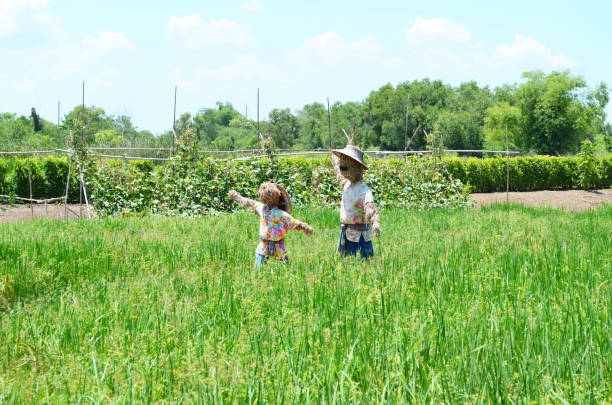 istock Two scarecrows or strawmans in green rice paddy field 970928128