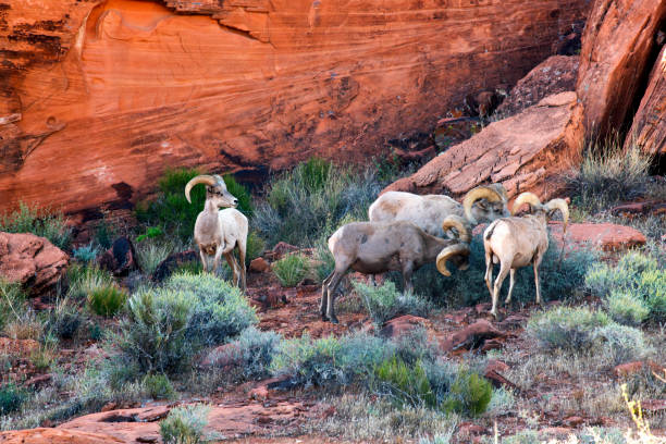 valley of fire - bighorn sheep sheep desert mojave desert stock-fotos und bilder