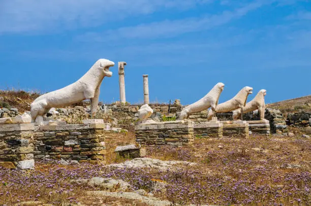 Wild statice flowers grow around the bases of the ancient lions sculptures in Delos, Greece