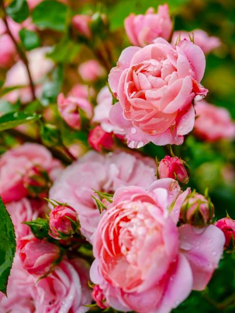istock Rose garden on rainy day 970932602