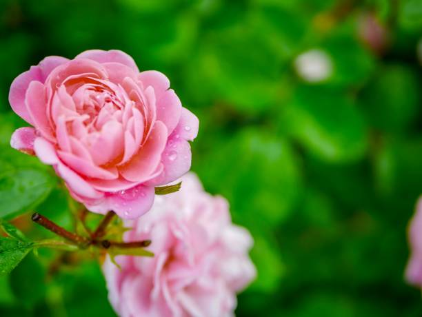 istock Rose garden on rainy day 970932682