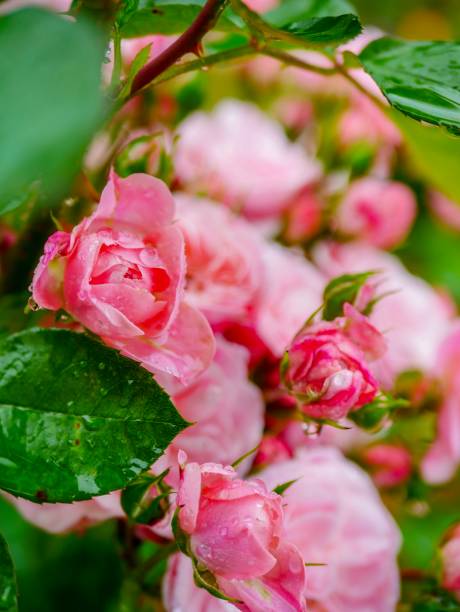 istock Rose garden on rainy day 970932722