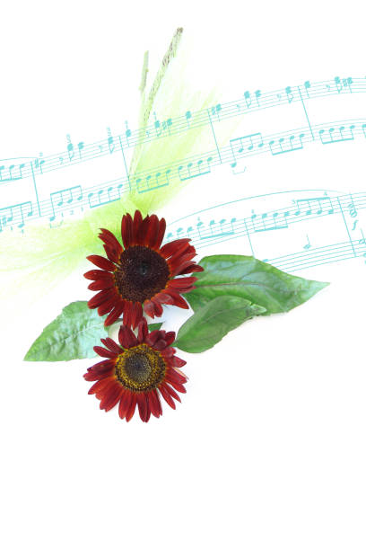 istock brown sunflower's bouquet 970932858